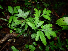 Selaginella parkeri