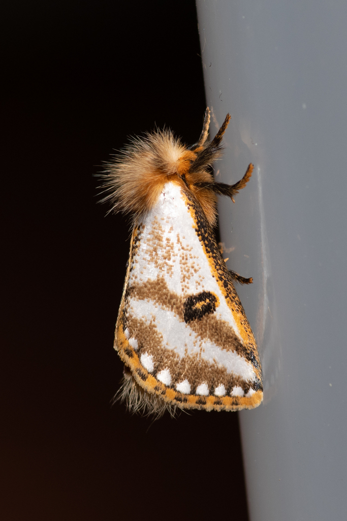 Epicoma