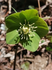 Helleborastrum