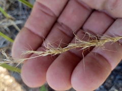 Trisetopsis imberbis