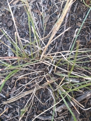 Trisetopsis imberbis