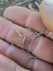 Trisetopsis imberbis