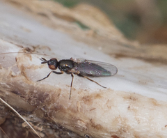 Prochyliza xanthostoma