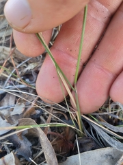 Trisetopsis imberbis