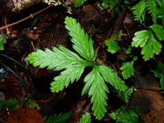 Selaginella parkeri