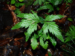 Selaginella parkeri