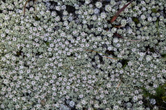 Ewartia nubigena