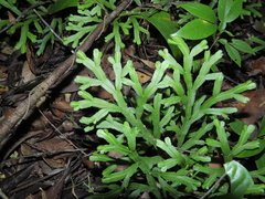 Selaginella falcata