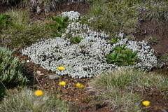 Ewartia nubigena