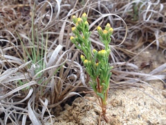 Amblyopappus pusillus