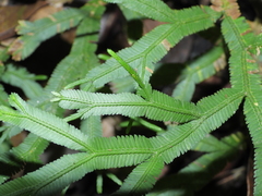 Selaginella falcata