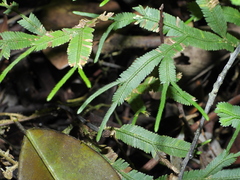 Selaginella falcata