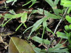 Selaginella falcata