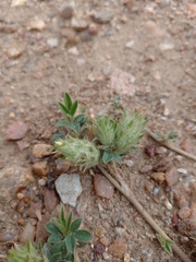 Stylosanthes capitata