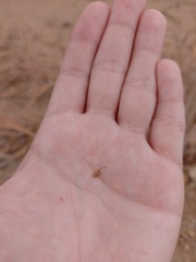 Stylosanthes capitata