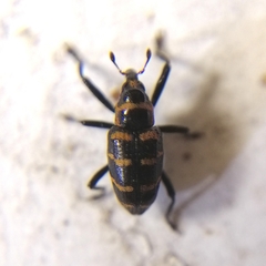 Tyloderma fasciatum