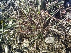 Helictochloa bromoides bromoides