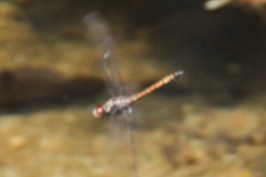 Trithemis lilacina