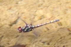 Trithemis lilacina