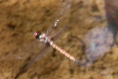 Trithemis lilacina