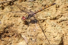 Trithemis lilacina
