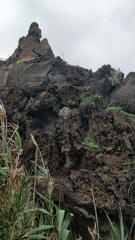 Helichrysum obconicum