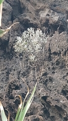 Helichrysum obconicum