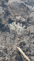 Helichrysum obconicum