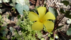 Oxalis pes-caprae