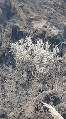 Helichrysum obconicum