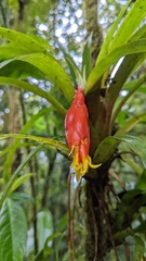 Guzmania nicaraguensis