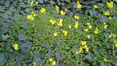 Oxalis pes-caprae