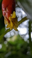 Guzmania nicaraguensis