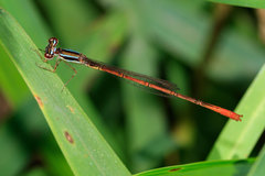Agriocnemis falcifera