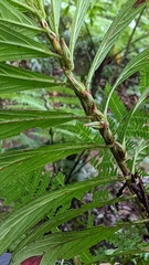 Columnea consanguinea