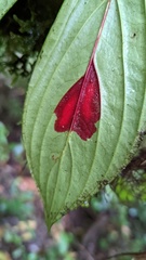 Columnea consanguinea