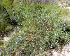 Psoralea verrucosa