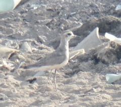 Charadrius asiaticus