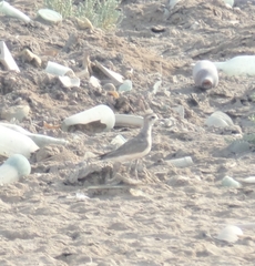 Charadrius asiaticus