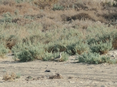 Charadrius asiaticus