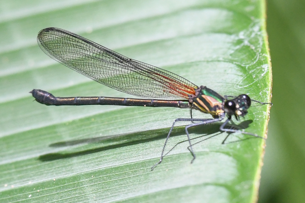 Hetaerina capitalis