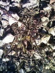 Fumana ericifolia