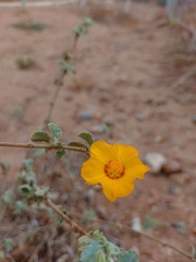 Sida galheirensis