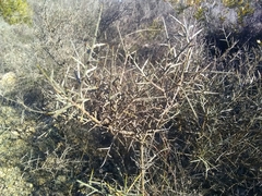 Genista scorpius scorpius