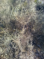 Genista scorpius scorpius