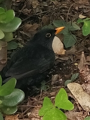 Turdus merula cabrerae