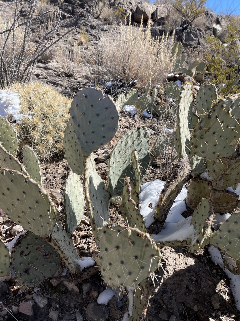 Western Pricklypear from Oliver Lee Memorial State Park, Alamogordo, NM ...