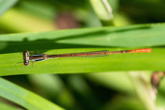 Agriocnemis falcifera