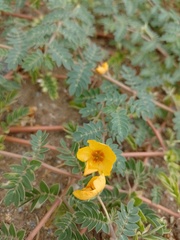 Kallstroemia tribuloides