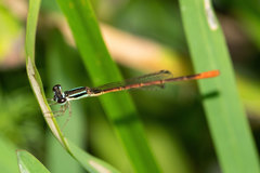 Agriocnemis falcifera